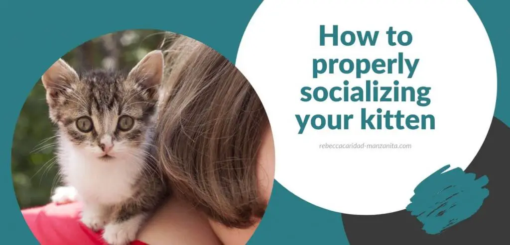 kitty-training-how-to-properly-socializing-your-kitten