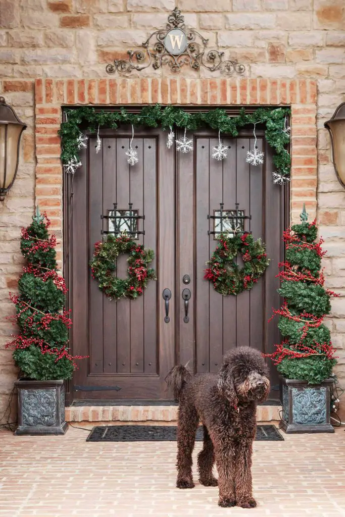 There’s a lot to love about this entry, like the red berries wrapping the topiaries, but that beautiful pooch steals the show.